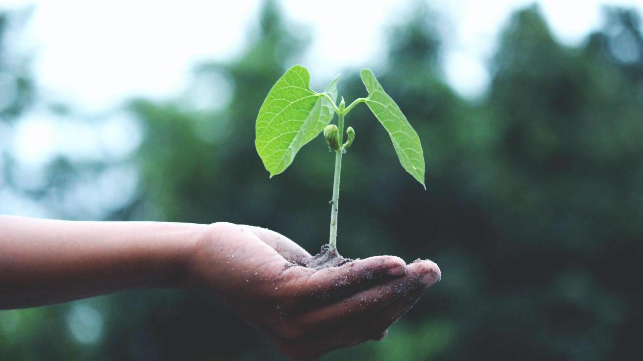 Hand holding a plant seedling